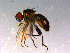  ( - 10PROBE-14761)  @13 [ ] CreativeCommons - Attribution (2011) CBG Photography Group Centre for Biodiversity Genomics