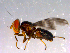  ( - 10PROBE-14775)  @13 [ ] CreativeCommons - Attribution (2011) CBG Photography Group Centre for Biodiversity Genomics