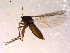  ( - 10PROBE-14863)  @12 [ ] CreativeCommons - Attribution (2011) CBG Photography Group Centre for Biodiversity Genomics