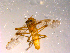  ( - 10PROBE-14866)  @13 [ ] CreativeCommons - Attribution (2011) CBG Photography Group Centre for Biodiversity Genomics