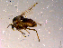  ( - 10PROBE-14877)  @13 [ ] CreativeCommons - Attribution (2011) CBG Photography Group Centre for Biodiversity Genomics