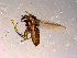  ( - 10PROBE-14878)  @13 [ ] CreativeCommons - Attribution (2011) CBG Photography Group Centre for Biodiversity Genomics