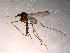  ( - 10PROBE-14887)  @13 [ ] CreativeCommons - Attribution (2011) CBG Photography Group Centre for Biodiversity Genomics