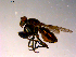  ( - 10PROBE-14920)  @12 [ ] CreativeCommons - Attribution (2011) CBG Photography Group Centre for Biodiversity Genomics