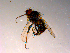  ( - 10PROBE-14957)  @13 [ ] CreativeCommons - Attribution (2011) CBG Photography Group Centre for Biodiversity Genomics