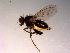  ( - 10PROBE-14959)  @13 [ ] CreativeCommons - Attribution (2011) CBG Photography Group Centre for Biodiversity Genomics
