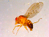 ( - 10PROBE-14972)  @12 [ ] CreativeCommons - Attribution (2011) CBG Photography Group Centre for Biodiversity Genomics