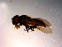  ( - 10PROBE-14975)  @12 [ ] CreativeCommons - Attribution (2011) CBG Photography Group Centre for Biodiversity Genomics
