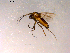  ( - 10PROBE-14995)  @13 [ ] CreativeCommons - Attribution (2011) CBG Photography Group Centre for Biodiversity Genomics