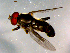  ( - 10PROBE-15044)  @12 [ ] CreativeCommons - Attribution (2011) CBG Photography Group Centre for Biodiversity Genomics