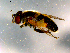  ( - 10PROBE-15046)  @12 [ ] CreativeCommons - Attribution (2011) CBG Photography Group Centre for Biodiversity Genomics