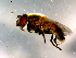  ( - 10PROBE-15047)  @13 [ ] CreativeCommons - Attribution (2011) CBG Photography Group Centre for Biodiversity Genomics