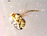  (Liriomyza ranunculoides - 10PROBE-15133)  @12 [ ] CreativeCommons - Attribution (2011) CBG Photography Group Centre for Biodiversity Genomics