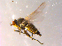  (Phytomyza misella - 10PROBE-15135)  @13 [ ] CreativeCommons - Attribution (2011) CBG Photography Group Centre for Biodiversity Genomics