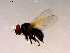  ( - 10PROBE-15173)  @12 [ ] CreativeCommons - Attribution (2011) CBG Photography Group Centre for Biodiversity Genomics