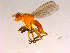  ( - 10PROBE-15174)  @13 [ ] CreativeCommons - Attribution (2011) CBG Photography Group Centre for Biodiversity Genomics