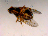  ( - 10PROBE-15180)  @12 [ ] CreativeCommons - Attribution (2011) CBG Photography Group Centre for Biodiversity Genomics