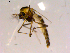  ( - 10PROBE-15201)  @12 [ ] CreativeCommons - Attribution (2011) CBG Photography Group Centre for Biodiversity Genomics
