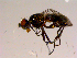  ( - 10PROBE-15248)  @13 [ ] CreativeCommons - Attribution (2011) CBG Photography Group Centre for Biodiversity Genomics