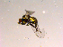  ( - 10PROBE-15249)  @12 [ ] CreativeCommons - Attribution (2011) CBG Photography Group Centre for Biodiversity Genomics