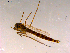 ( - 10PROBE-15264)  @13 [ ] CreativeCommons - Attribution (2011) CBG Photography Group Centre for Biodiversity Genomics