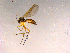  ( - 10PROBE-15272)  @12 [ ] CreativeCommons - Attribution (2011) CBG Photography Group Centre for Biodiversity Genomics