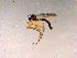  ( - 10PROBE-15273)  @13 [ ] CreativeCommons - Attribution (2011) CBG Photography Group Centre for Biodiversity Genomics
