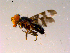  ( - 10PROBE-15336)  @13 [ ] CreativeCommons - Attribution (2011) CBG Photography Group Centre for Biodiversity Genomics