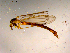  ( - 10PROBE-15376)  @13 [ ] CreativeCommons - Attribution (2011) CBG Photography Group Centre for Biodiversity Genomics