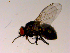  ( - 10PROBE-15397)  @13 [ ] CreativeCommons - Attribution (2011) CBG Photography Group Centre for Biodiversity Genomics