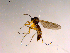  ( - 10PROBE-15416)  @13 [ ] CreativeCommons - Attribution (2011) CBG Photography Group Centre for Biodiversity Genomics