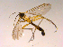  ( - 10PROBE-15489)  @13 [ ] CreativeCommons - Attribution (2011) CBG Photography Group Centre for Biodiversity Genomics