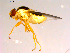  ( - 10PROBE-15533)  @12 [ ] CreativeCommons - Attribution (2011) CBG Photography Group Centre for Biodiversity Genomics