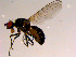  ( - 10PROBE-15534)  @13 [ ] CreativeCommons - Attribution (2011) CBG Photography Group Centre for Biodiversity Genomics