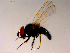  ( - 10PROBE-15546)  @13 [ ] CreativeCommons - Attribution (2011) CBG Photography Group Centre for Biodiversity Genomics