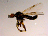  (Bibio inaequalis - 10PROBE-15554)  @14 [ ] CreativeCommons - Attribution (2011) CBG Photography Group Centre for Biodiversity Genomics