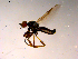  ( - 10PROBE-15555)  @13 [ ] CreativeCommons - Attribution (2011) CBG Photography Group Centre for Biodiversity Genomics