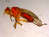  ( - 10PROBE-15597)  @13 [ ] CreativeCommons - Attribution (2011) CBG Photography Group Centre for Biodiversity Genomics