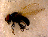  ( - 10PROBE-15632)  @12 [ ] CreativeCommons - Attribution (2011) CBG Photography Group Centre for Biodiversity Genomics