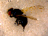  ( - 10PROBE-15633)  @12 [ ] CreativeCommons - Attribution (2011) CBG Photography Group Centre for Biodiversity Genomics