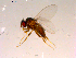  (Phyllomyza sp. TAW1 - 10PROBE-15645)  @13 [ ] CreativeCommons - Attribution (2011) CBG Photography Group Centre for Biodiversity Genomics