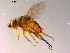  ( - 10PROBE-15704)  @12 [ ] CreativeCommons - Attribution (2011) CBG Photography Group Centre for Biodiversity Genomics