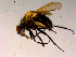  ( - 10PROBE-15707)  @12 [ ] CreativeCommons - Attribution (2011) CBG Photography Group Centre for Biodiversity Genomics