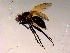  ( - 10PROBE-15711)  @12 [ ] CreativeCommons - Attribution (2011) CBG Photography Group Centre for Biodiversity Genomics