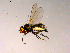  ( - 10PROBE-15771)  @12 [ ] CreativeCommons - Attribution (2011) CBG Photography Group Centre for Biodiversity Genomics