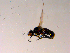  ( - 10PROBE-15775)  @12 [ ] CreativeCommons - Attribution (2011) CBG Photography Group Centre for Biodiversity Genomics