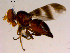  ( - 10PROBE-15803)  @13 [ ] CreativeCommons - Attribution (2011) CBG Photography Group Centre for Biodiversity Genomics