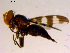  ( - 10PROBE-15804)  @12 [ ] CreativeCommons - Attribution (2011) CBG Photography Group Centre for Biodiversity Genomics