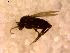  ( - 10PROBE-15807)  @12 [ ] CreativeCommons - Attribution (2011) CBG Photography Group Centre for Biodiversity Genomics