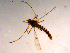  ( - 10PROBE-15811)  @12 [ ] CreativeCommons - Attribution (2011) CBG Photography Group Centre for Biodiversity Genomics